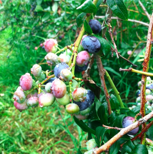 blueberrying
